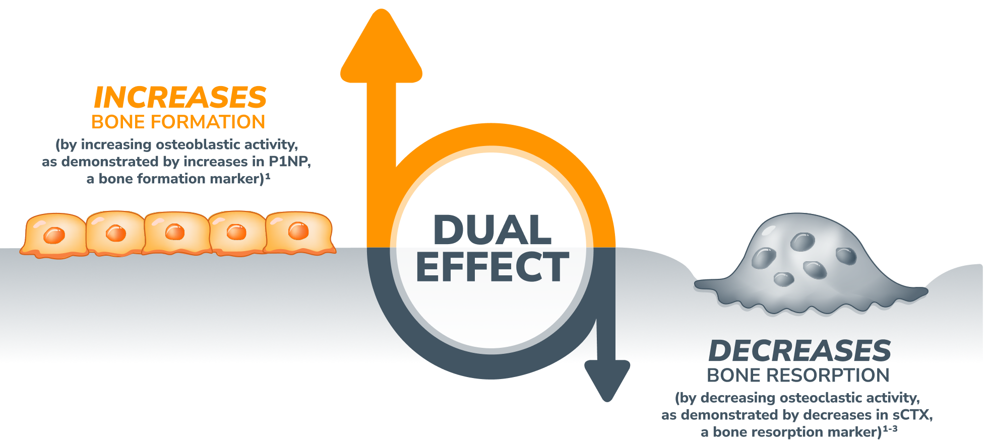 EVENITY® works with the body's natural ability to increase bone formation and, to a lesser extent, decrease bone reabsorption