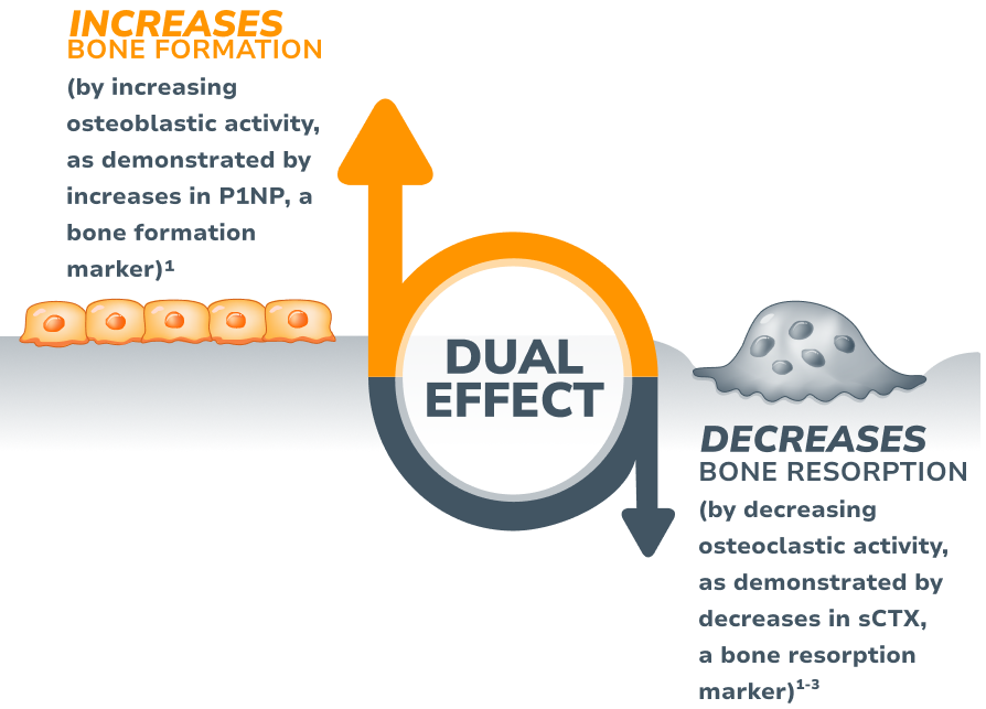 EVENITY® works with the body's natural ability to increase bone formation and, to a lesser extent, decrease bone reabsorption